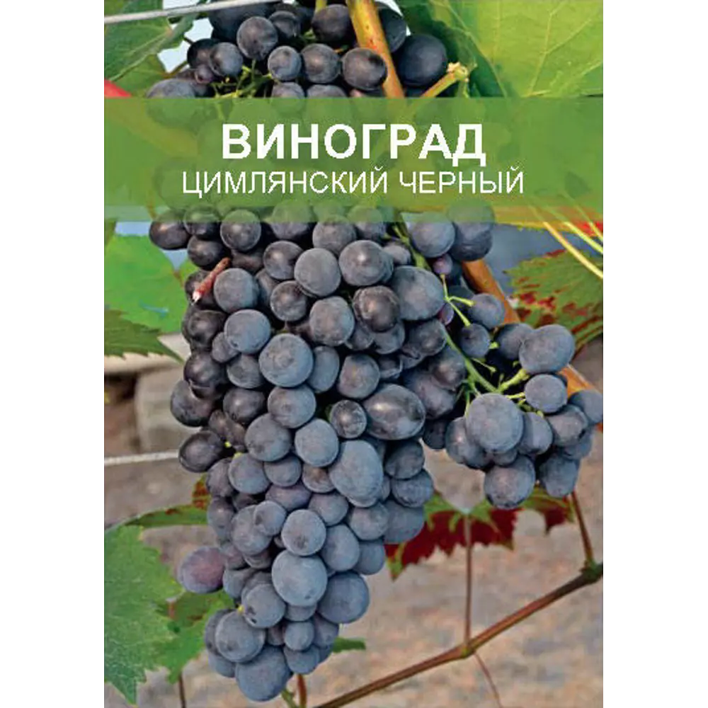 Виноград Цимлянский черный ø15 h50 см 85670465 STLM-2015177 Santreyd 