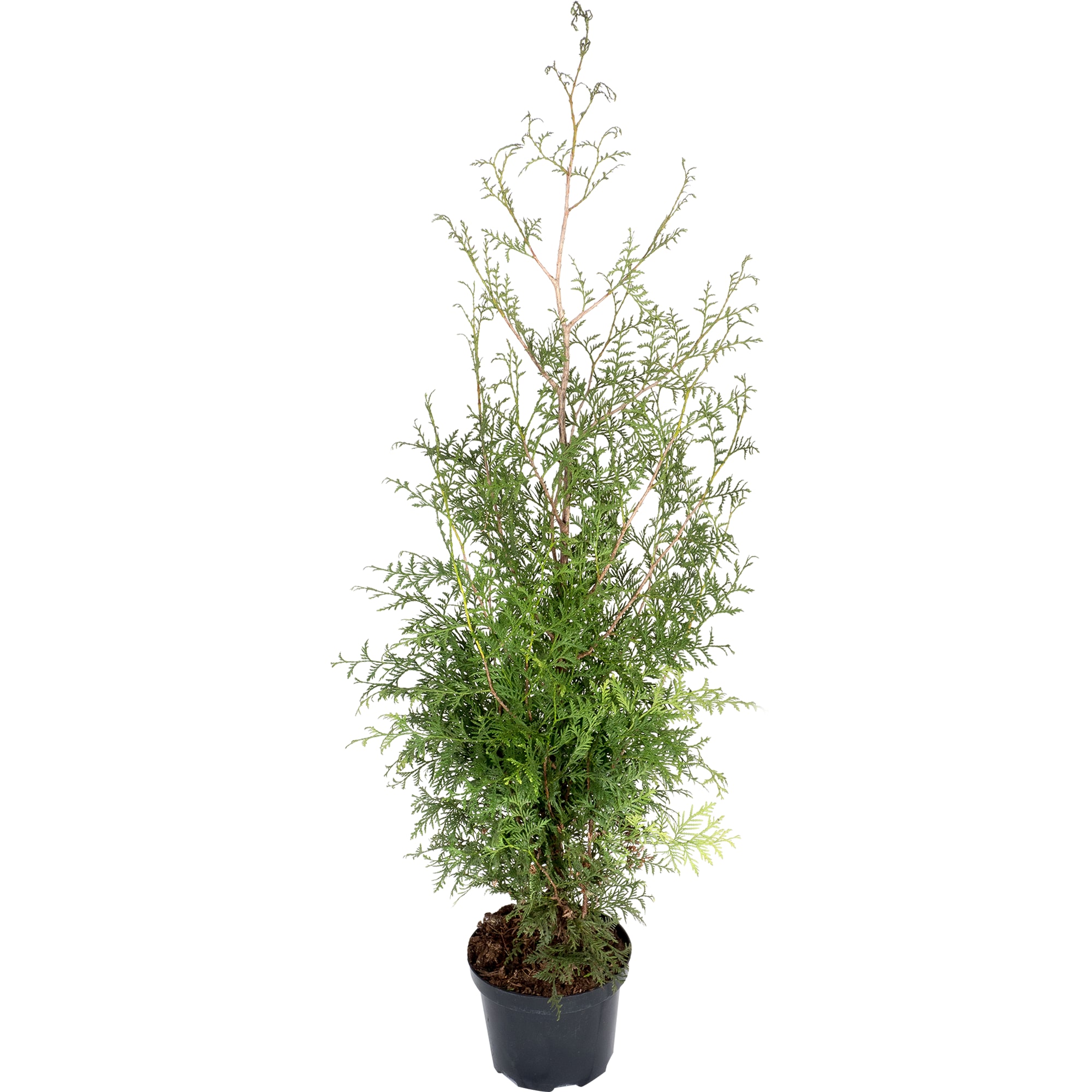 82219051 Туя западная «Брабант» 2.5 л h80 см Santreyd 