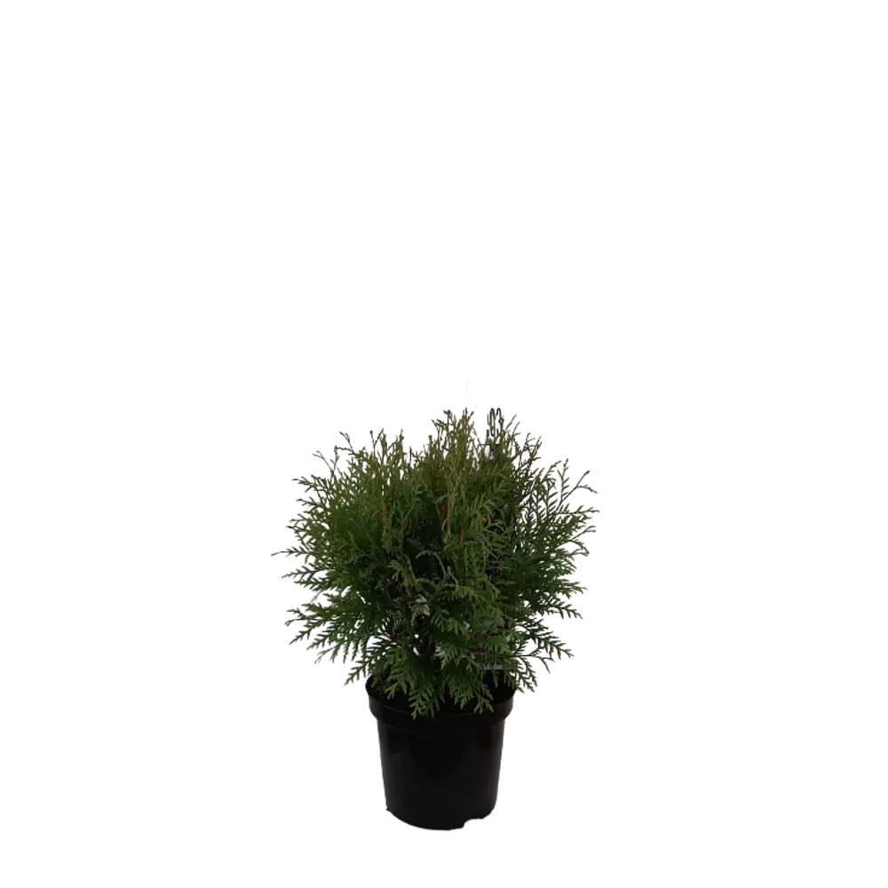 Туя западная Литл Чемпион ø19 h20 см ГАВРИШ STLM-2161925