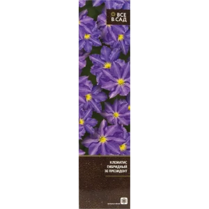 Клематис гибридный Зе Президент в тубе