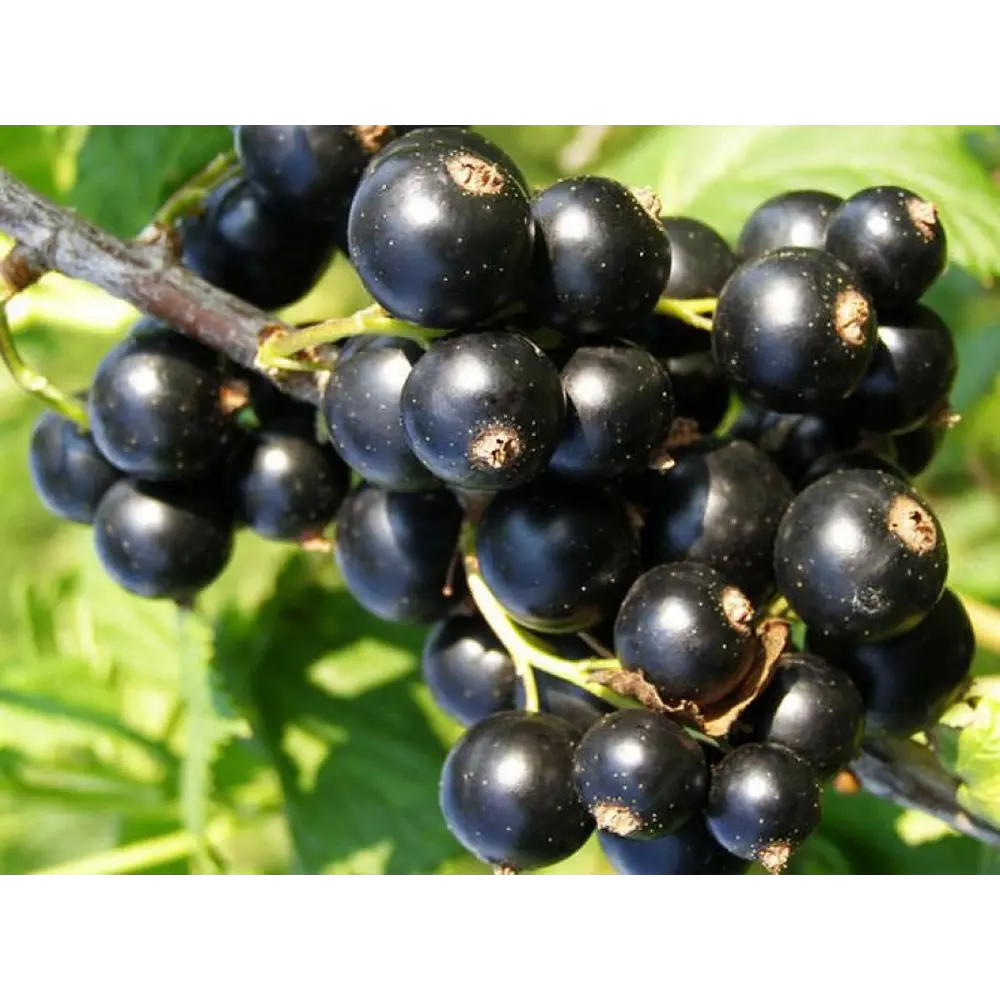 Смородина черная Гулливер 89465366 STLM-2197069 PLANTMARKET 
