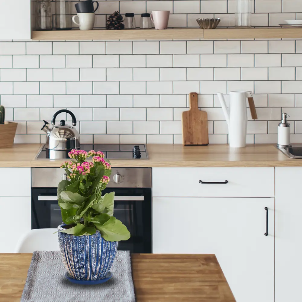 Santreyd Каланхое махровый микс — цветущее украшение интерьера 84450739 STLM-0050226 - Вид №5