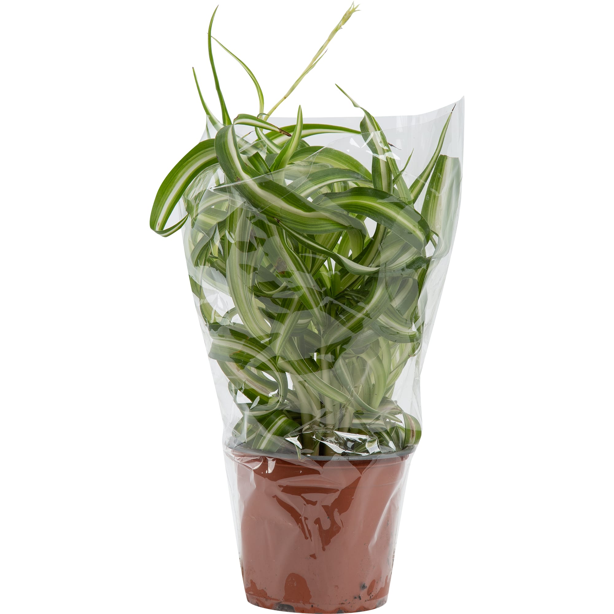 82578745 Хлорофитум комозум бонни d12 h20 Santreyd  - Вид №3