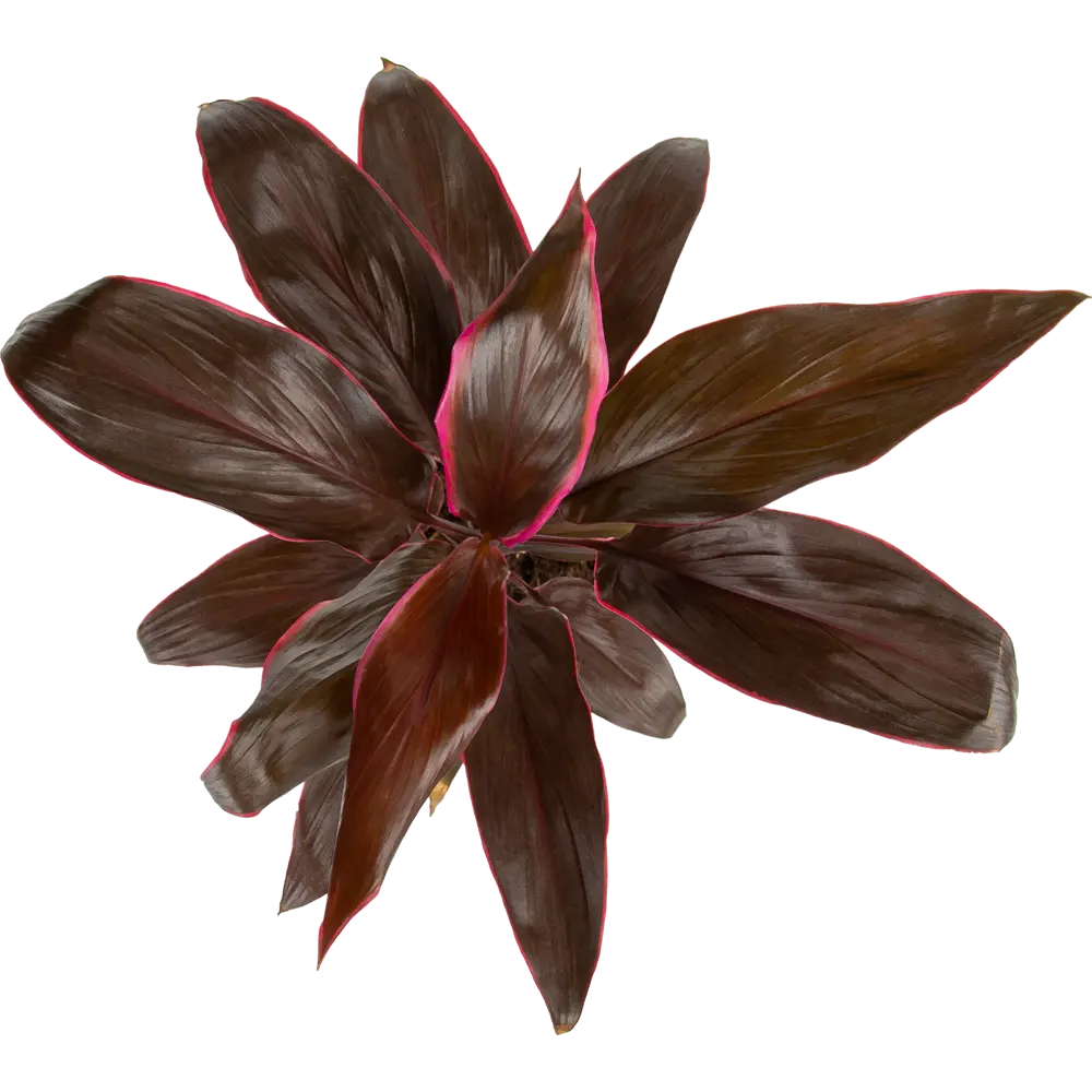 Кордилина Santreyd — изящное комнатное растение с ароматными цветами 85062750 STLM-0058088 - Вид №1