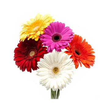 Гербера мини микс 50 см Santreyd 23865