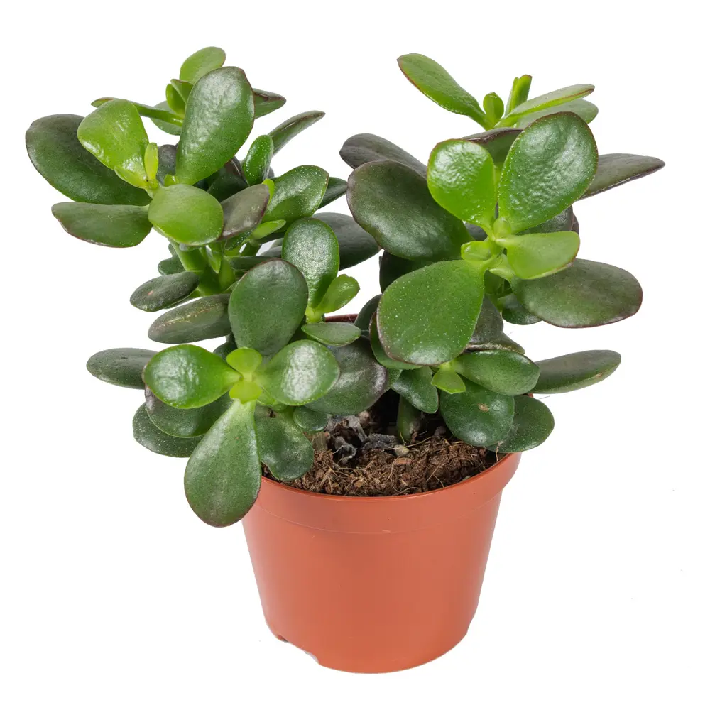 Крассула Santreyd — живое украшение интерьера с сочными листьями 85325015 STLM-0061565 - Вид №1