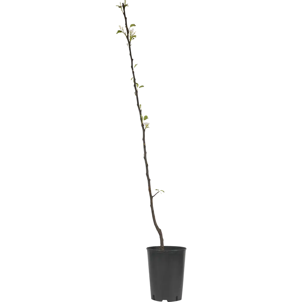 Яблоня Коричное полосатое ø22 h80 см 84834901 STLM-2176023 PLANTMARKET  - Вид №1