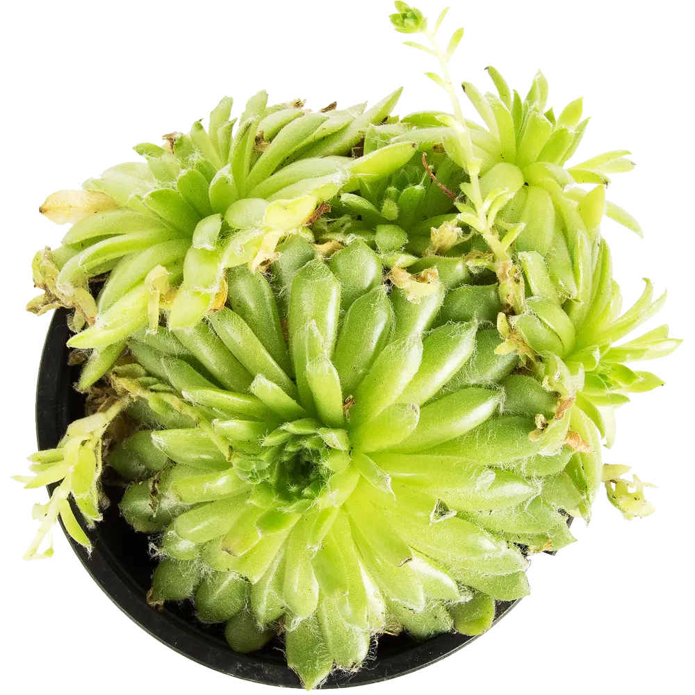 Семпервивум микс 8.5х10 см 12501283 STLM-2206314 Santreyd  - Вид №1