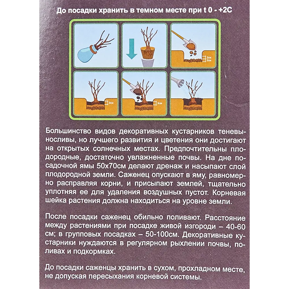 Буддлея Давида Нано Блю в тубе BLOOMING LIFE STLM-2150053 - Вид №1