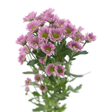 Хризантема са мадиба танга пинк 55 см Santreyd 25026