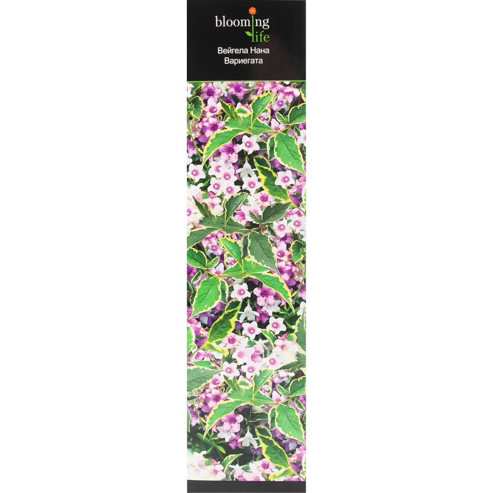 Вейгела Нана Вариегата в тубе BLOOMING LIFE STLM-2157316