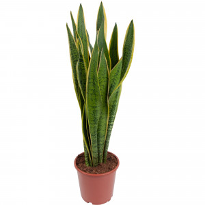 82850386 Сансевиерия "Лауренти" 21х80 см