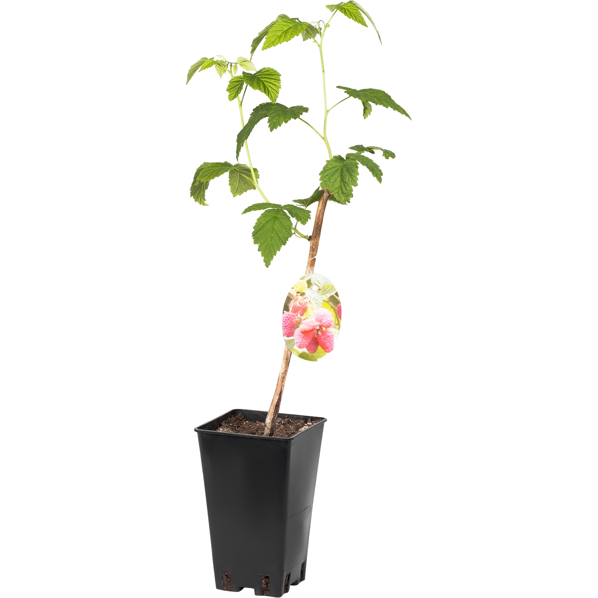 81954929 Малина С2 «Бабье лето» h40 Santreyd 