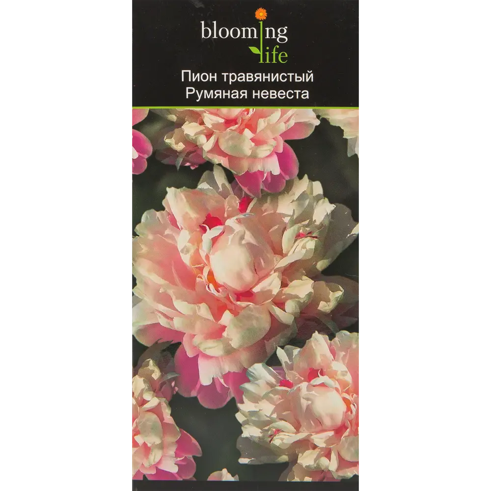 Пион травянистый Румяная невеста в тубе BLOOMING LIFE STLM-2133480 - Вид №2