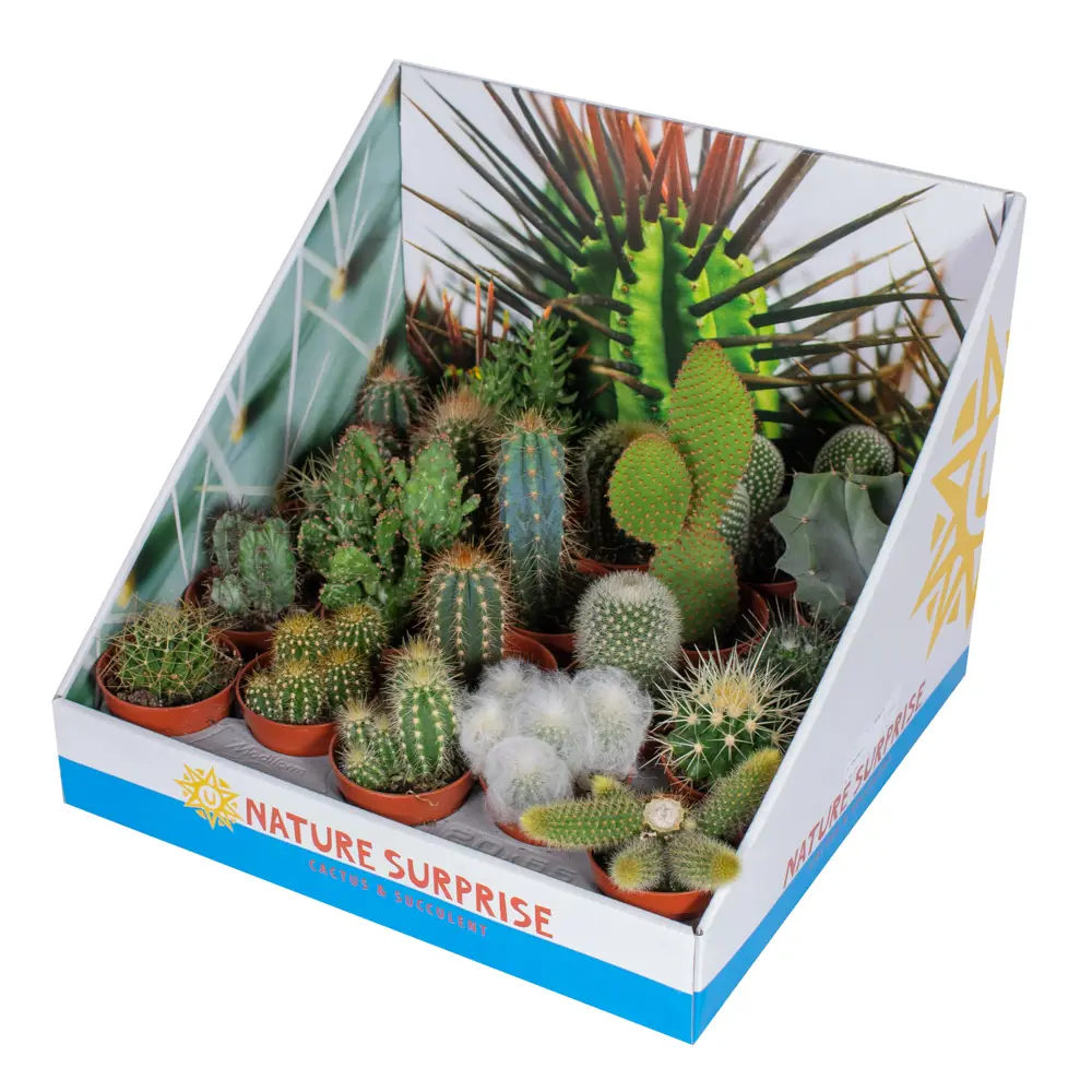 Santreyd Кактус микс - коллекция суккулентов для интерьера 85325012 STLM-0061562 - Вид №3