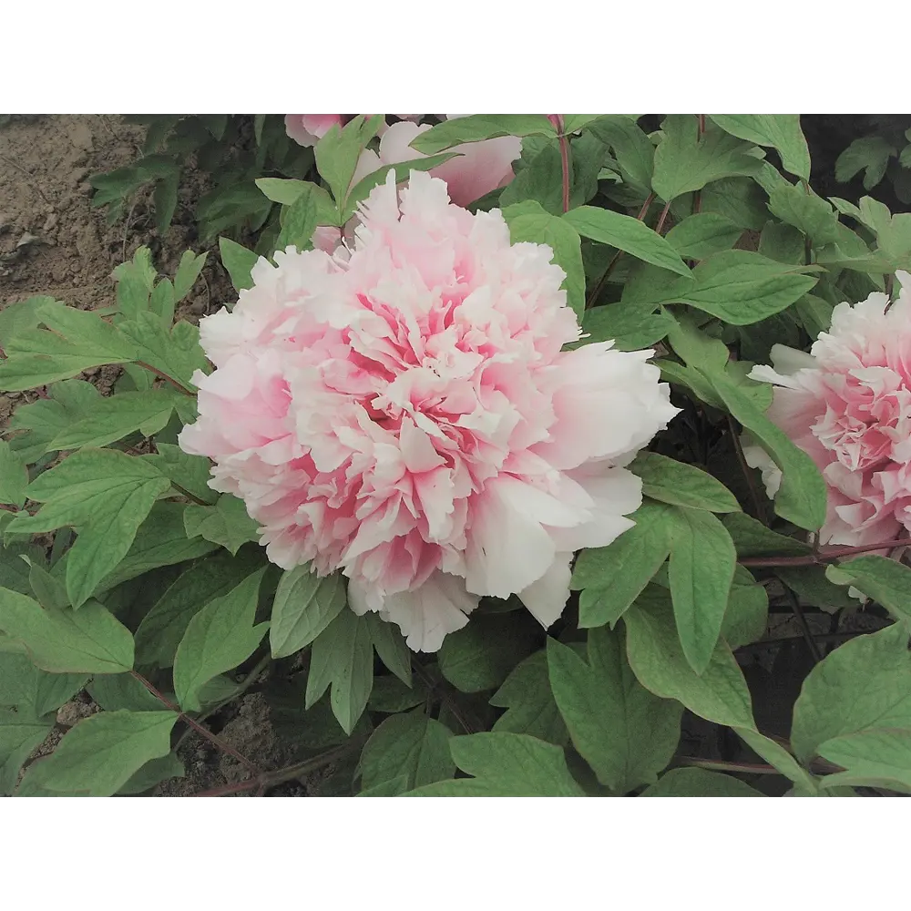 Пион древовидный привитый Розовый Лу в тубе ВСЕ В САД STLM-2076786