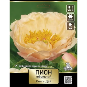 Пион гибридный Кингс Дэй 89452232 STLM-2130619