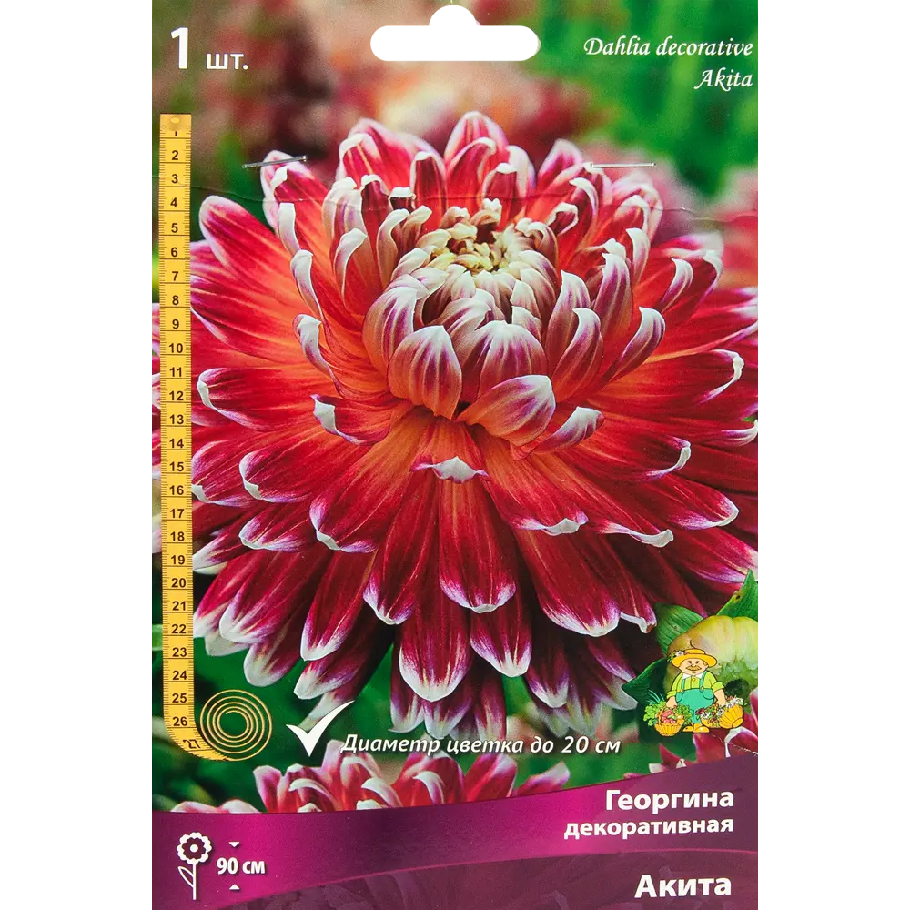 Георгина декоративная Акита луковица I ПОИСК STLM-2155802