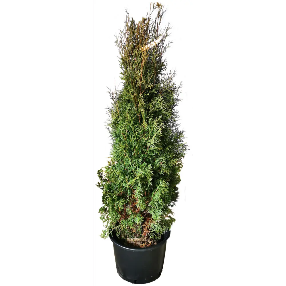 Туя западная Фастигиата h180 см МОНБЛАН STLM-2138481