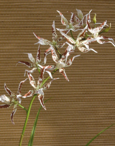 2562 776 a3 Синтетическая орхидея odontoglossum, 103 см, бежево-коричневая H-andreas