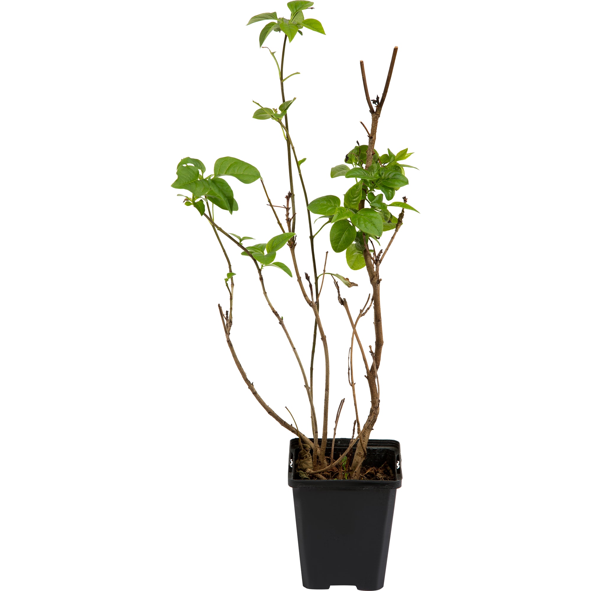 82176151 Сирень обык «Зоя Космодемьянская» P9 Santreyd 