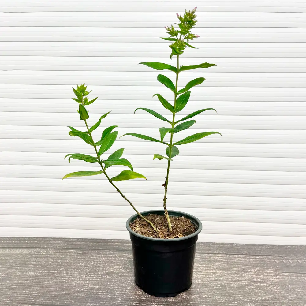 Флокс Виндзор ø15 h20 см 89465447 STLM-2172686 PLANTMARKET  - Вид №1