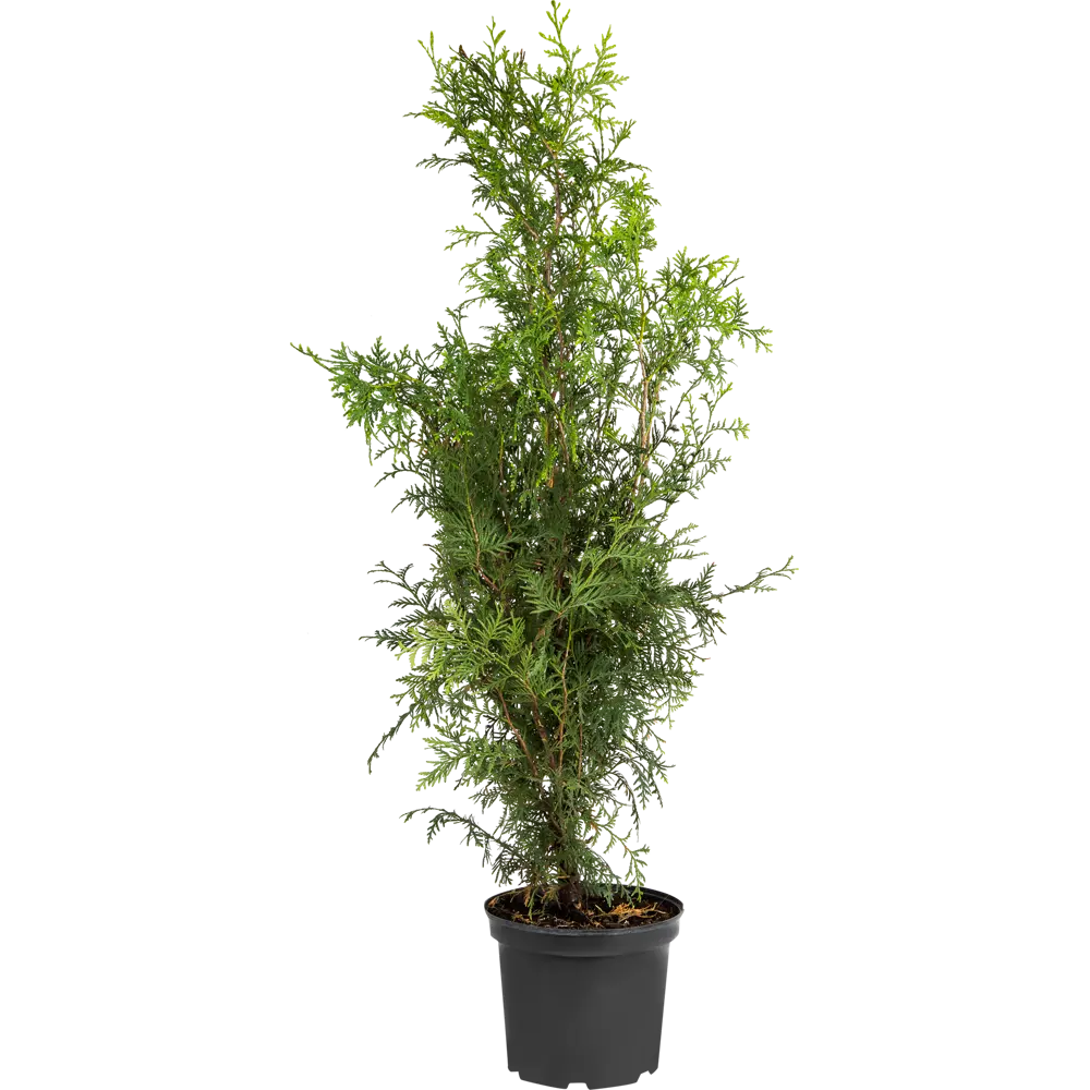 Туя западная «Брабант» С5 100-120 см, цвет зелёный PLANTMARKET STLM-2103913