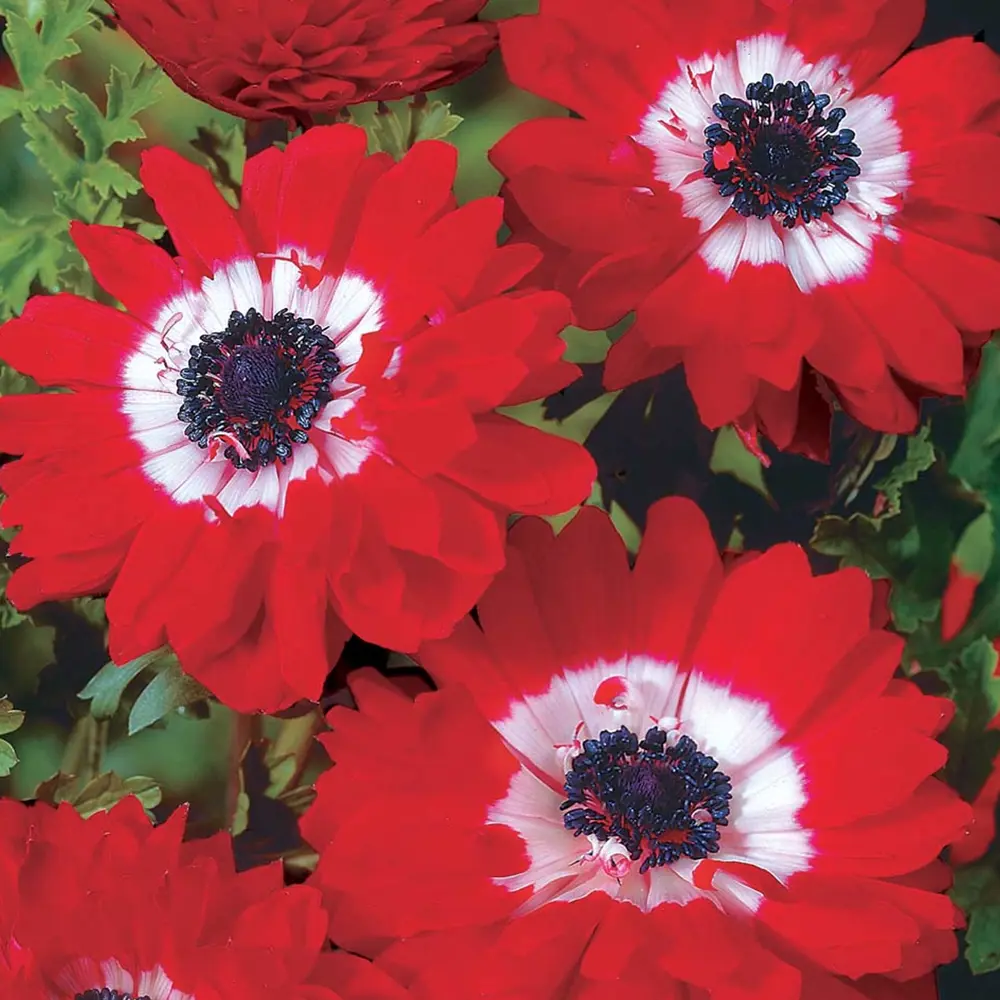 Анемона «Governor», 5х6 см GEOLIA STLM-2179653