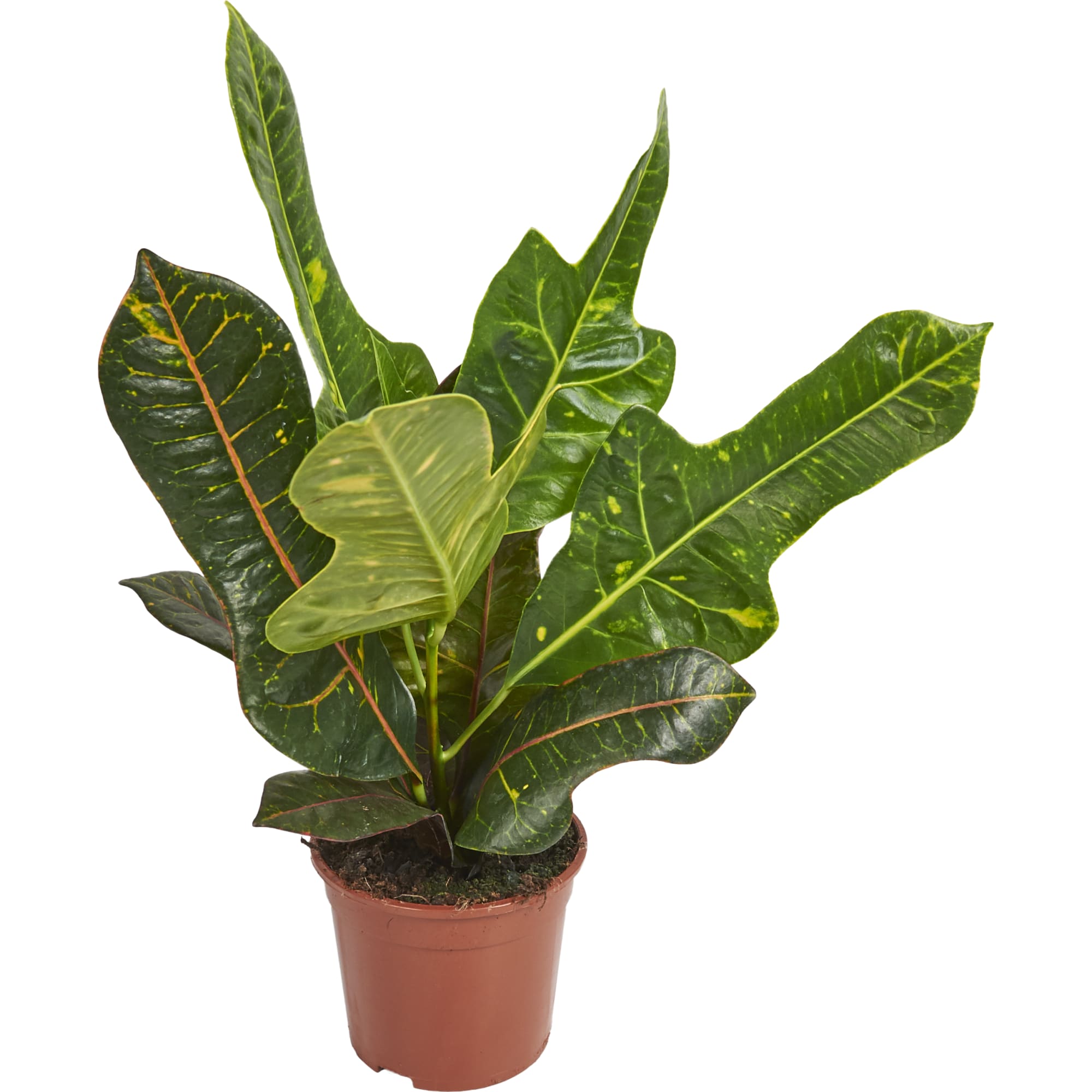 82399624 Кодиум 13x40 см Santreyd 