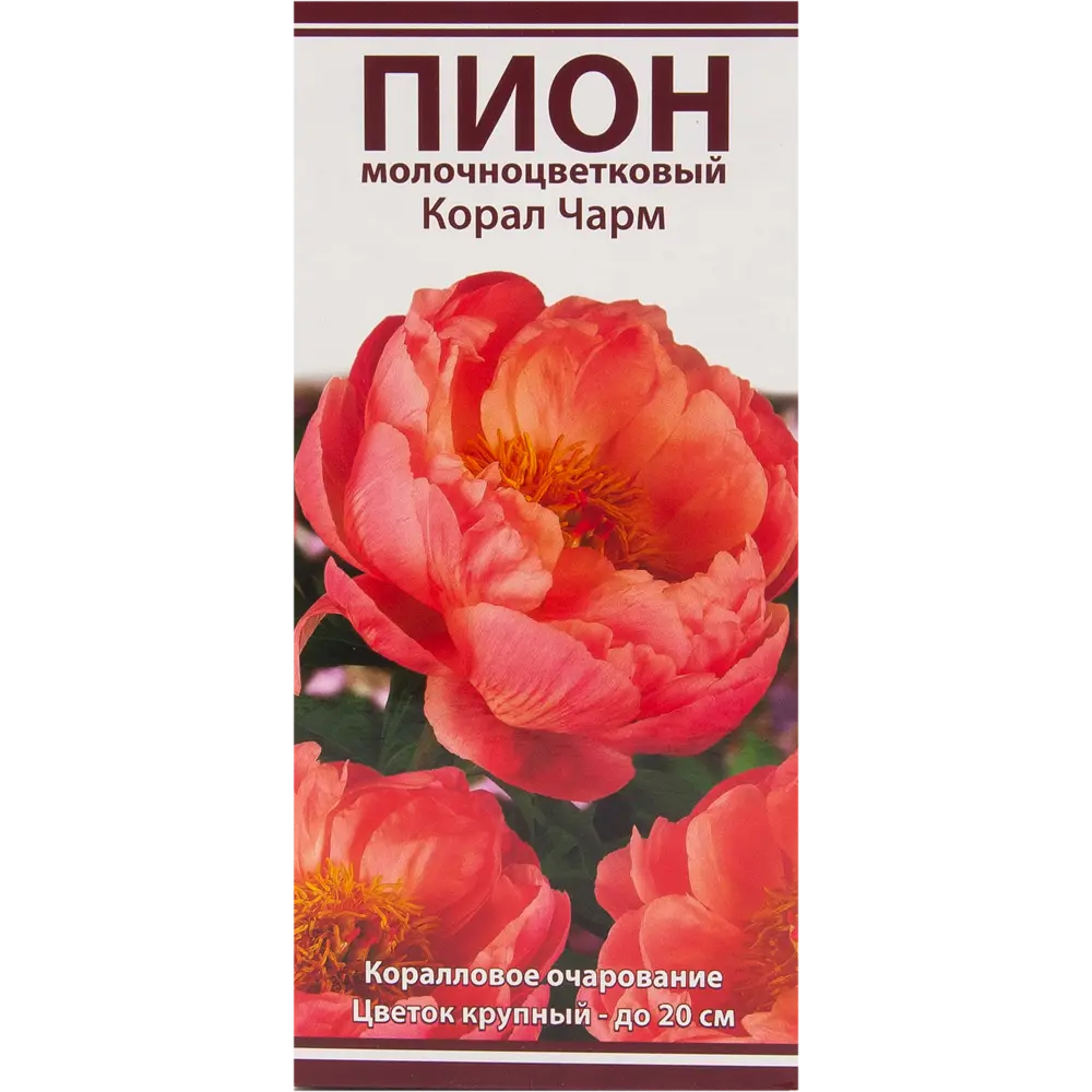 Пион молочноцветковый «Корал Чарм», размер луковицы I Santreyd STLM-2119513
