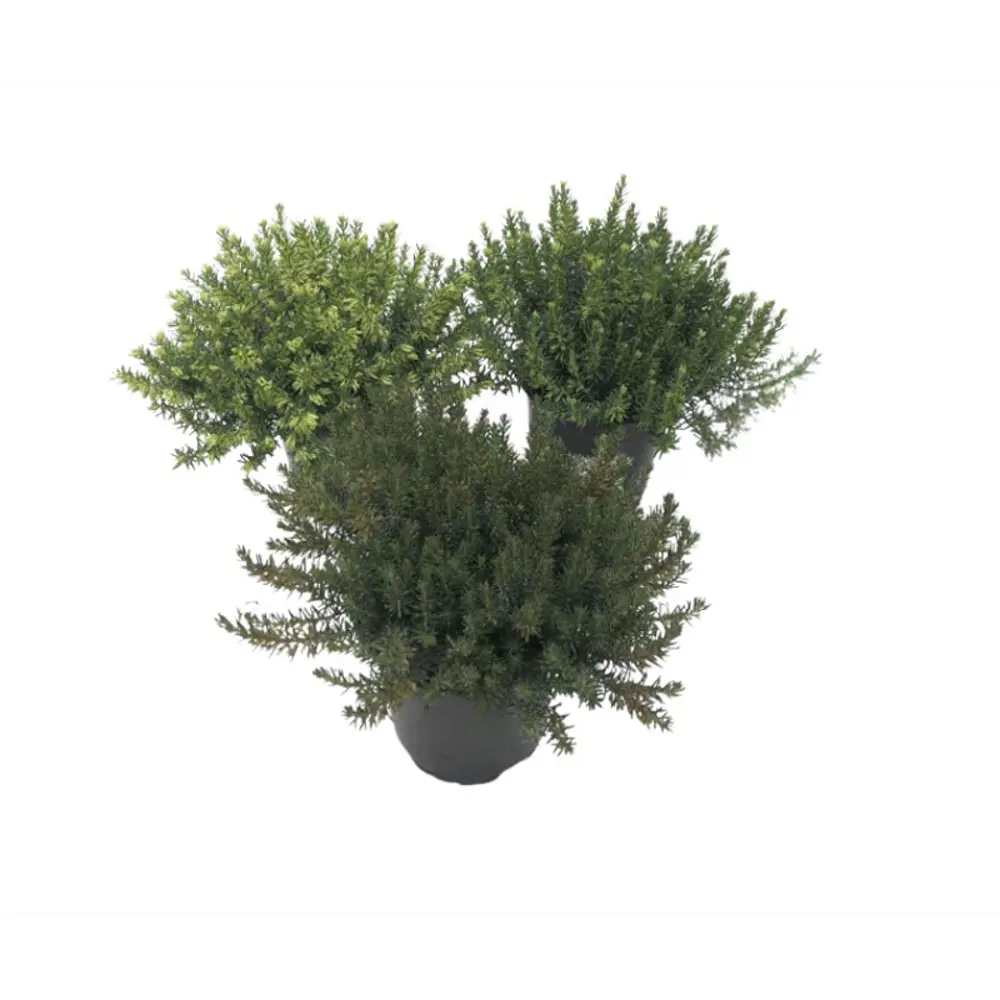 Эрика Карнеа - декоративный кустарник для альпинария ø11 h15 см 89437931 Santreyd STLM-1583767