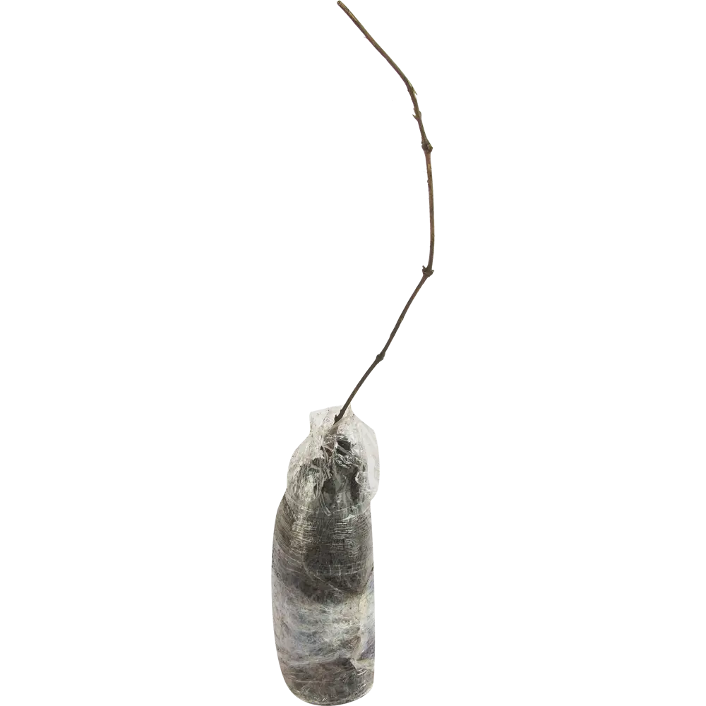 Клематис горный розовый в тубе ВСЕ В САД STLM-2008720 - Вид №1