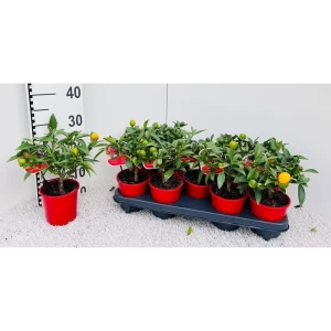 Цитрус Кумкват Полиандра мини ø12 h25 см