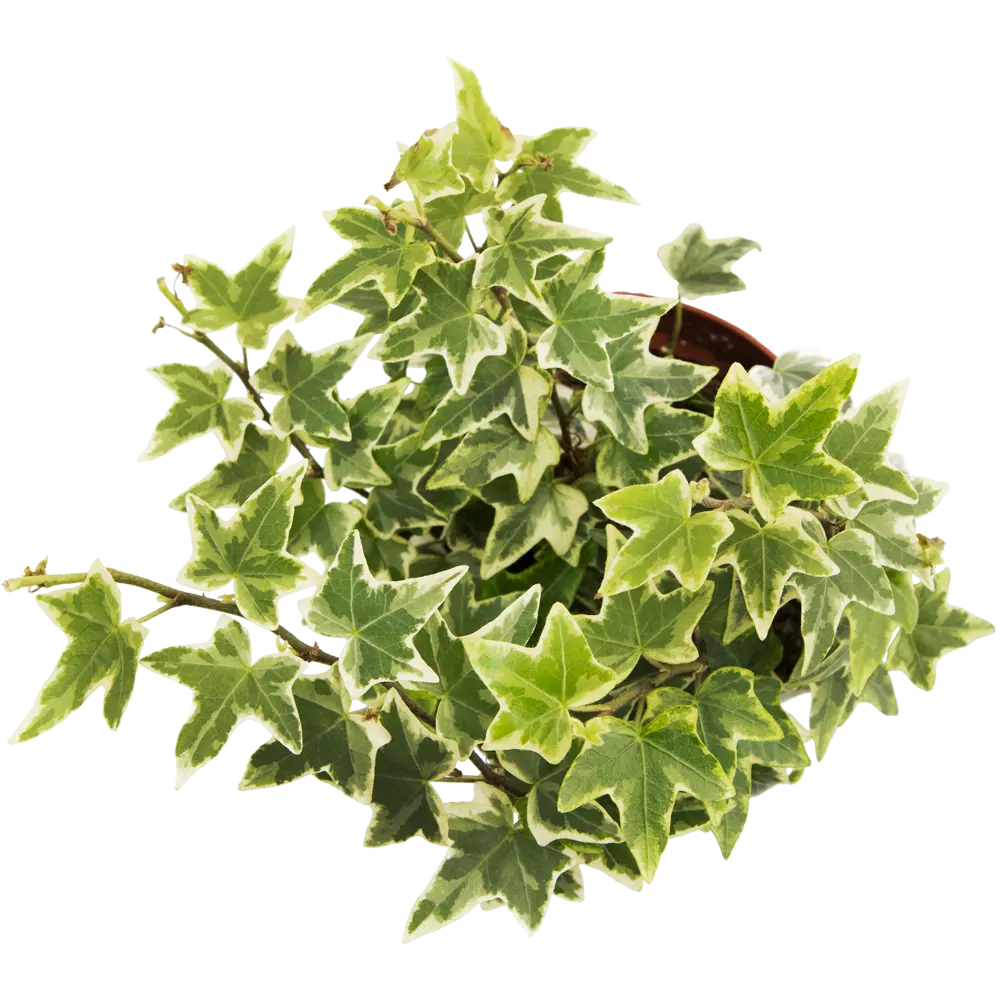 Santreyd Хедера Хеликс микс - вечнозеленая лиана для дома 13534247 STLM-0003275 - Вид №1