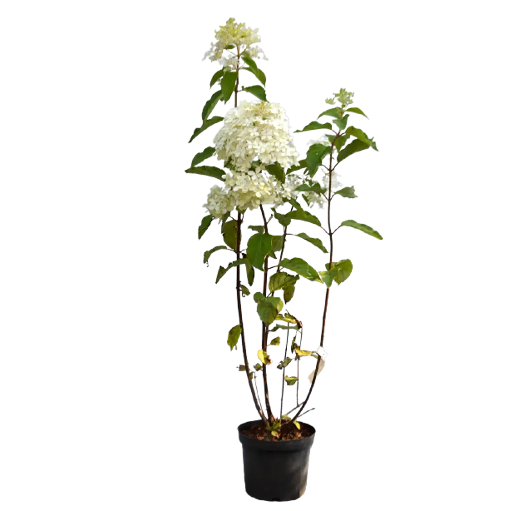 Гортензия метельчатая Фантом ø15 h35 см PLANTMARKET STLM-2157233 - Вид №1