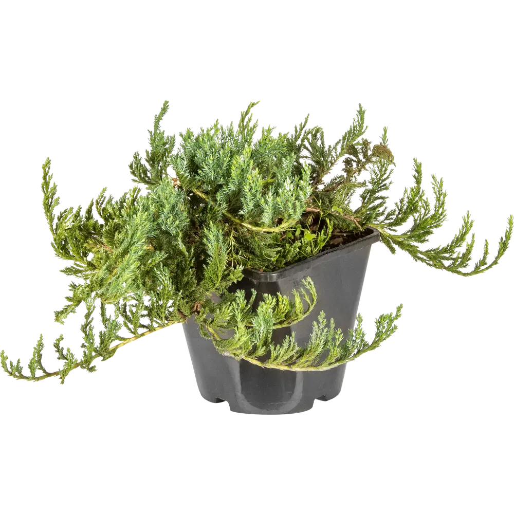 Можжевельник горизонтальный «Блю Чип» С2, 20-25 см 81969334 STLM-2204586 PLANTMARKET 
