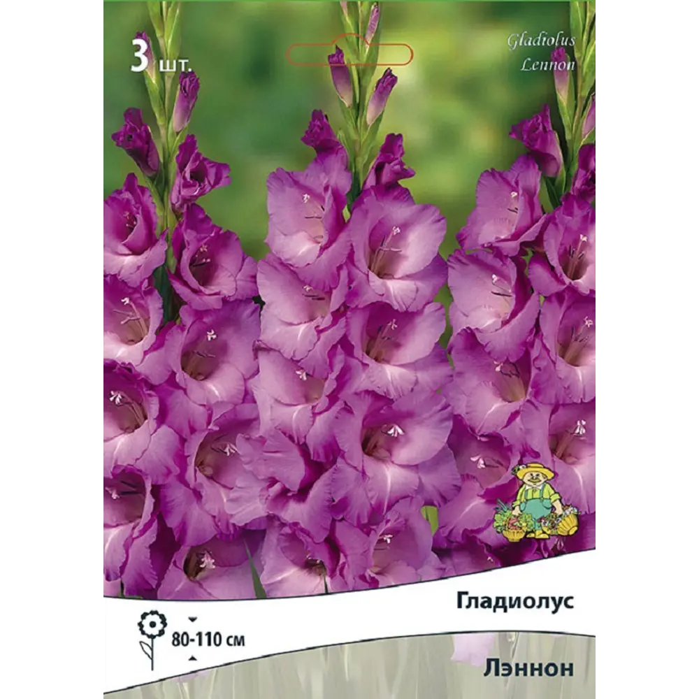 Гладиолус крупноцветковый Леннон, 3 шт 89452201 STLM-2123820 ПОИСК 