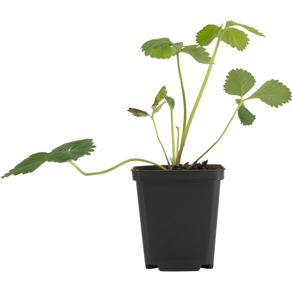 Земляника Мара Де Буа ø9 h15 см 84834863 STLM-2137466 PLANTMARKET  - Вид №3
