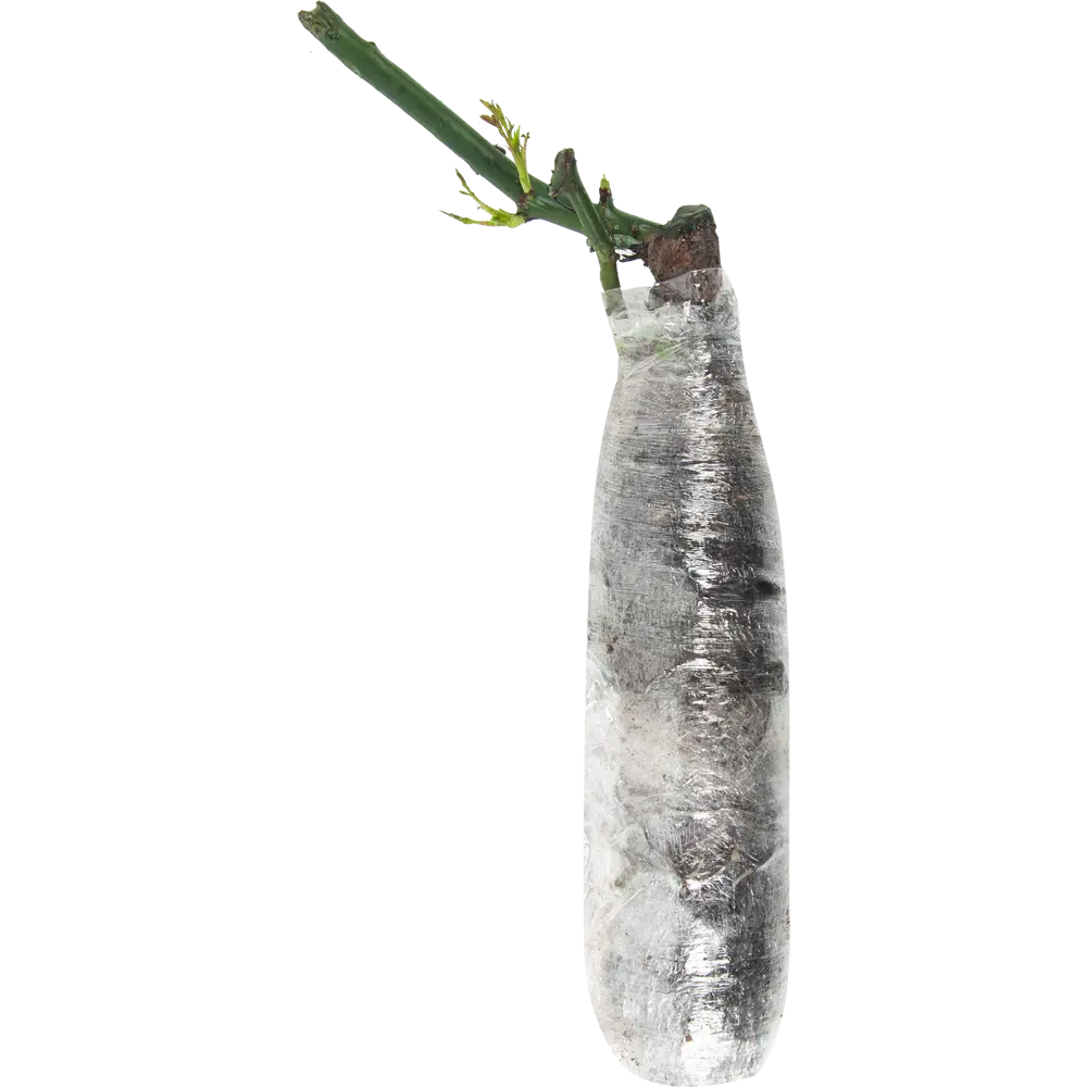 Роза чайно-гибридная Хоро в тубе ВСЕ В САД STLM-2182811 - Вид №1