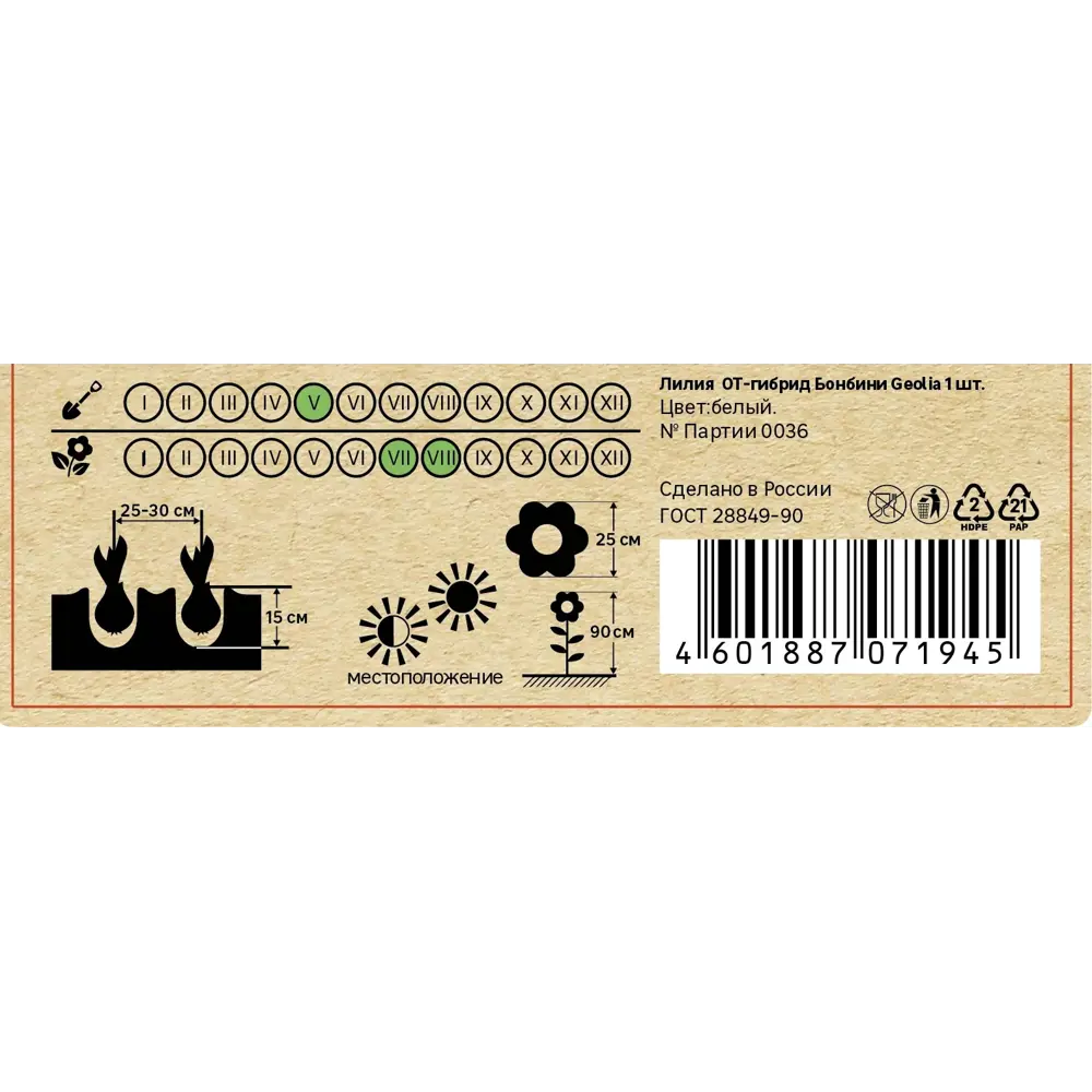 Лилия Geolia от-гибрид Бонбини 86408650 STLM-2016563  - Вид №4