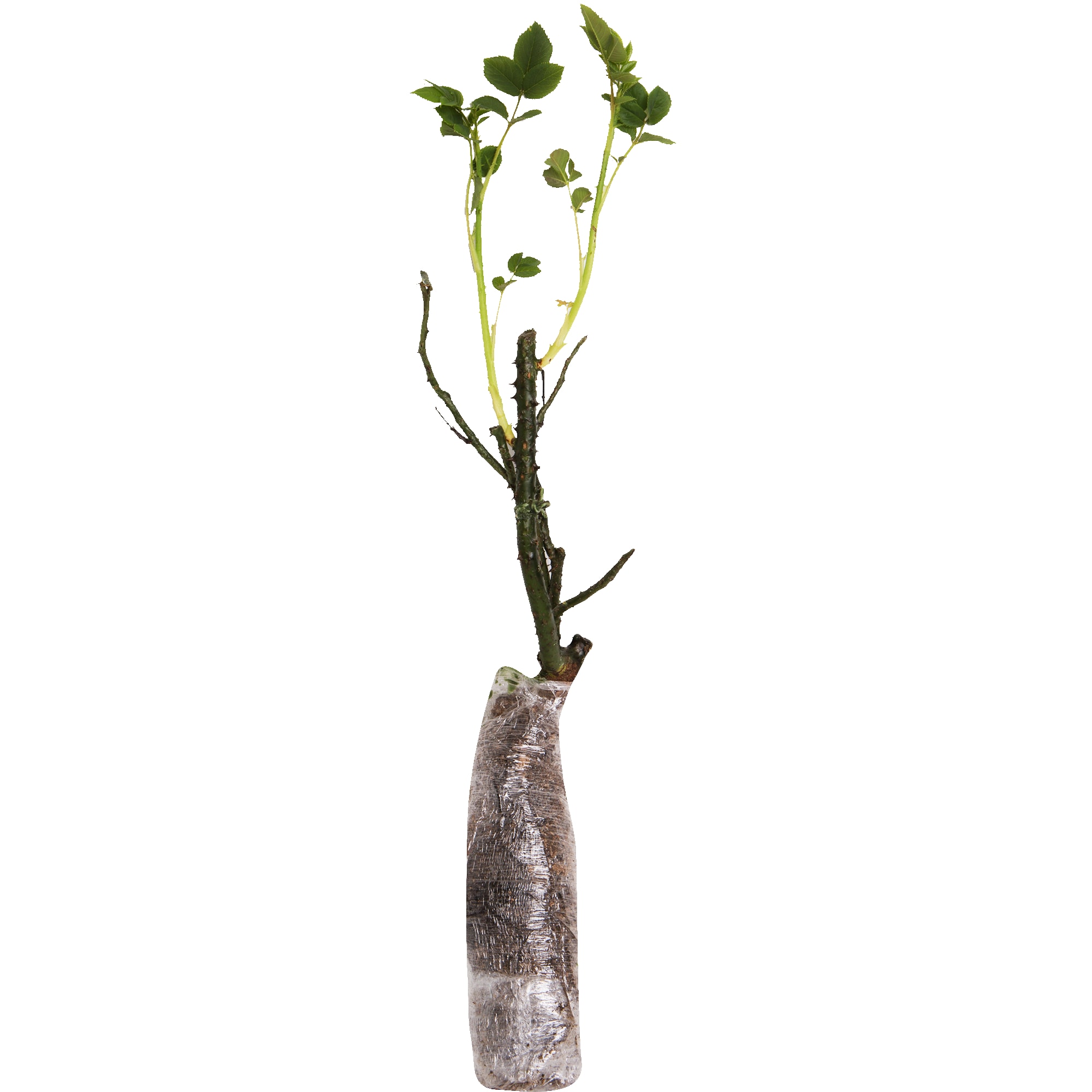 82142854 Роза плетистая «Голден Шоуэрс» в тубе Santreyd  - Вид №1