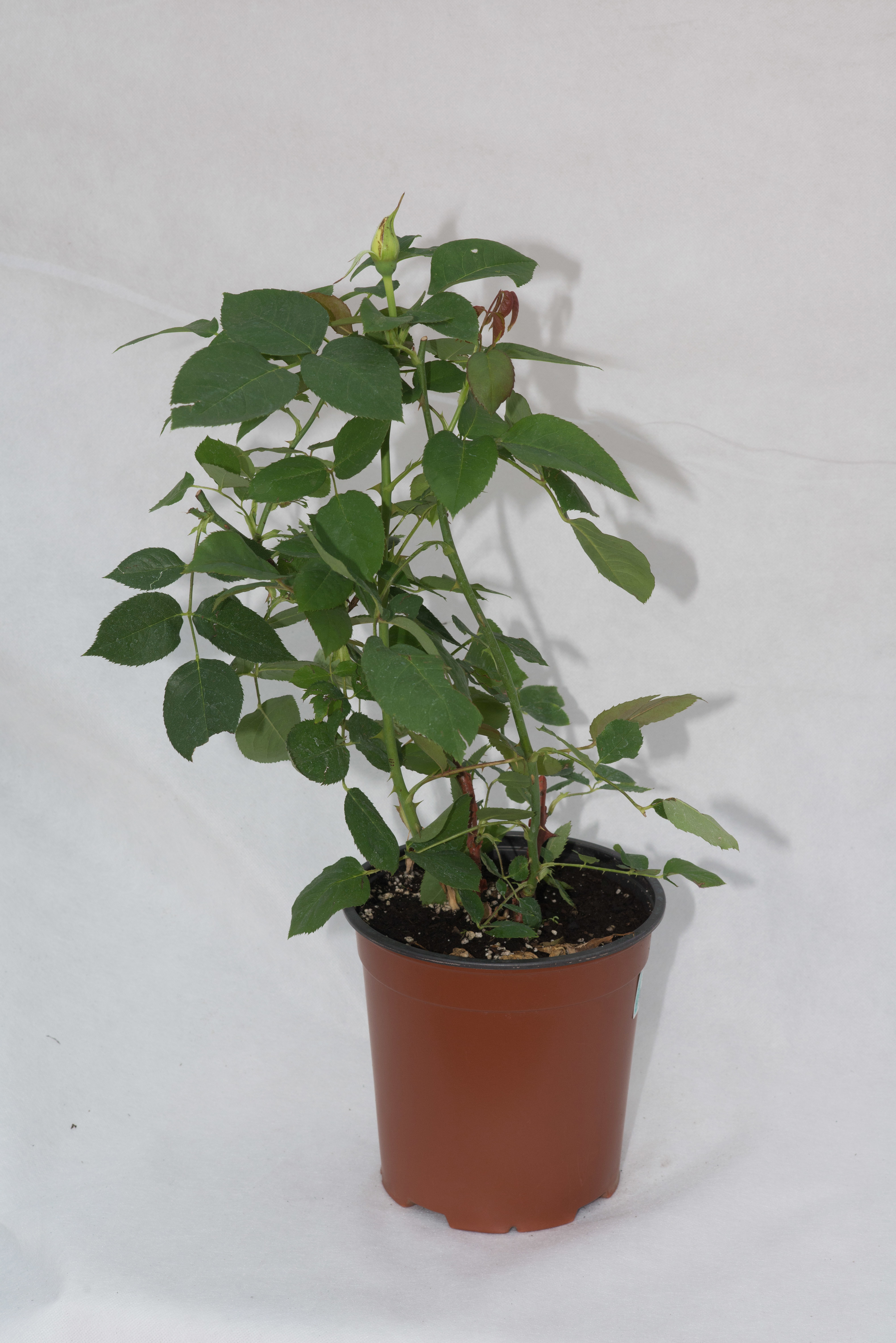 Роза канадская Луиза Багнет от Santreyd - белая парковая красавица 18475194 STLM-0010941 - Вид №1