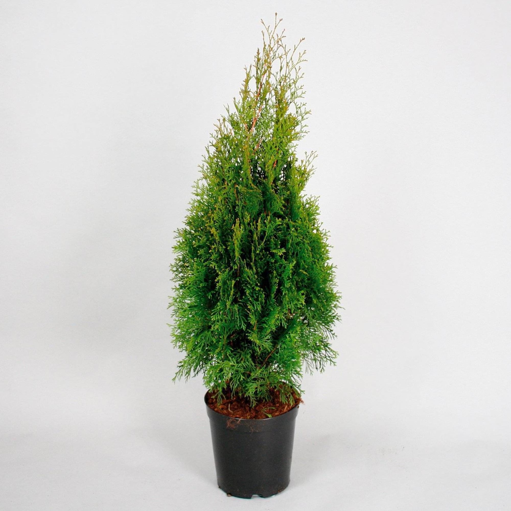 87058113 Туя западная Смарагд ø32 h160 см Santreyd 