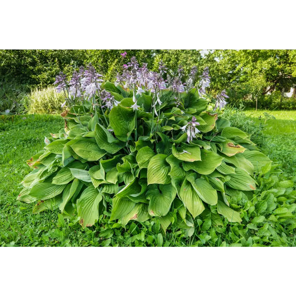 Хоста подорожниковая ø15 h20 см 89465423 STLM-2084192 PLANTMARKET 