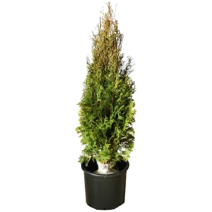 Туя западная Колумна h140 см