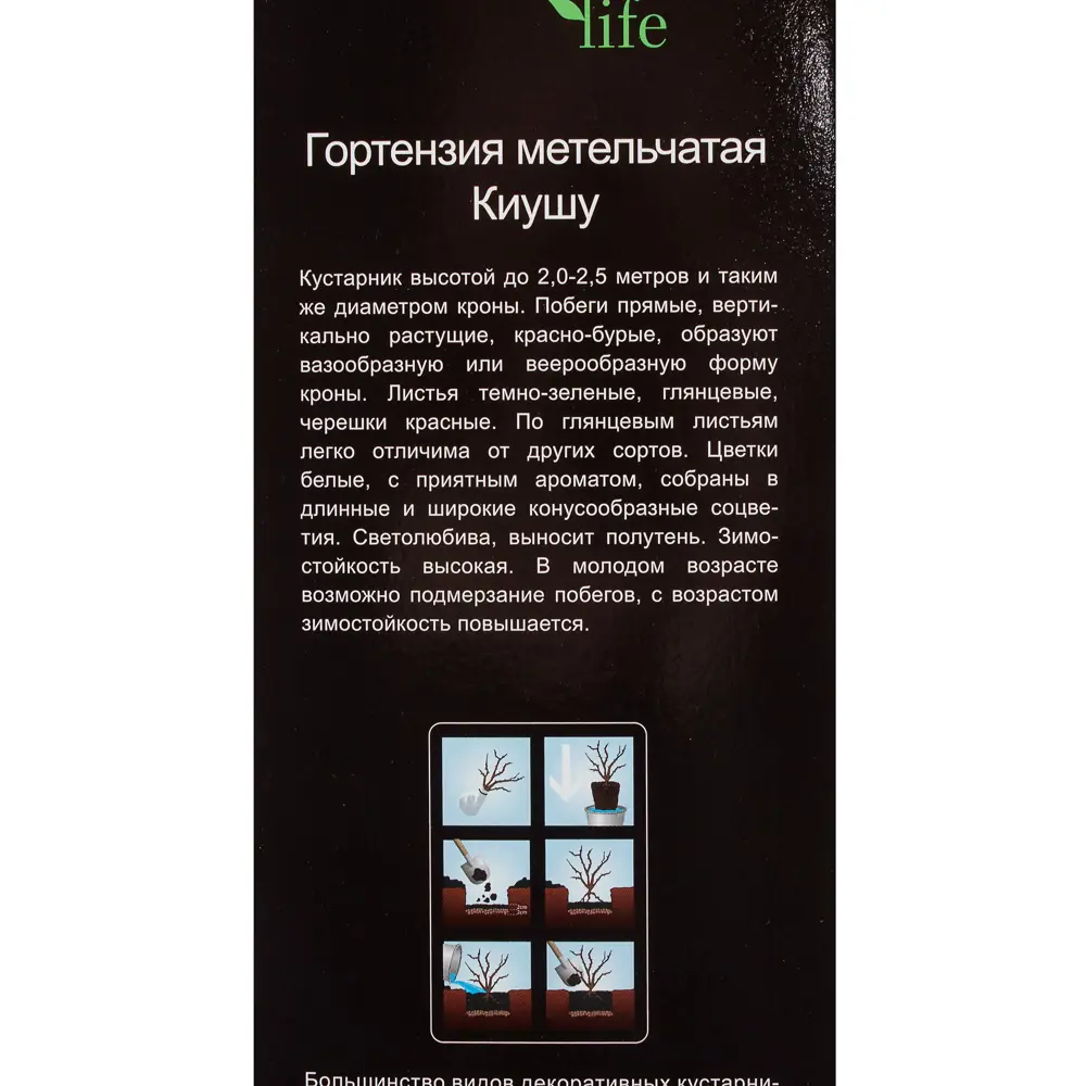 Гортензия метельчатая «Киушу» (в тубе) 81948496 STLM-2177976 Santreyd  - Вид №2