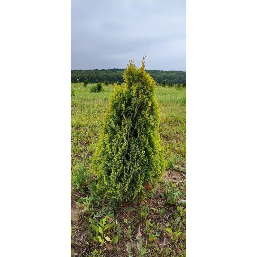 Туя западная Голден Смарагд ø41 h80 см ГАВРИШ STLM-2074950