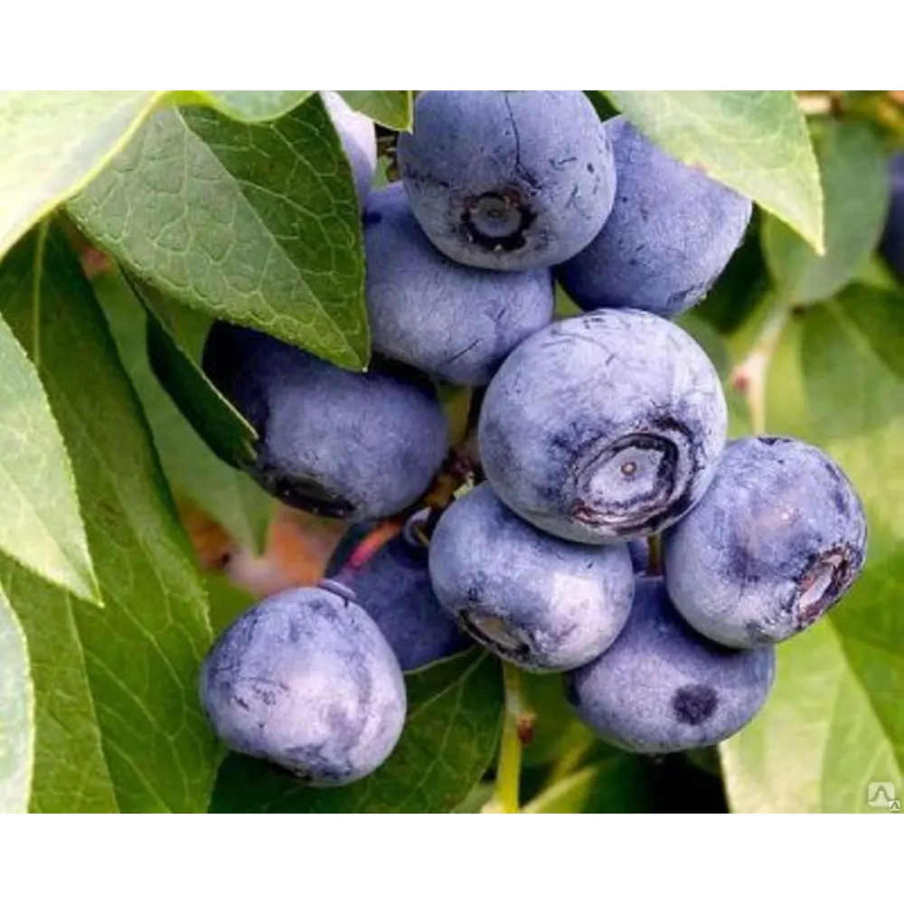 Голубика Мидер ø10 h15 см PLANTMARKET STLM-2134981