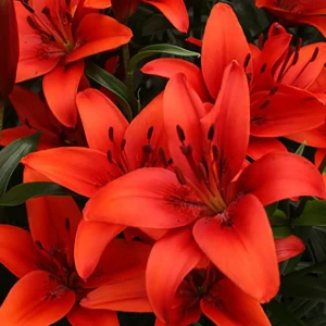 Лилия «Red», 12х14 см