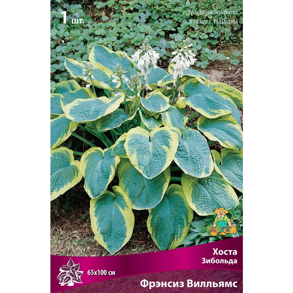 Хоста Зибольда Фрэнсиз Уильямс Santreyd STLM-2069170